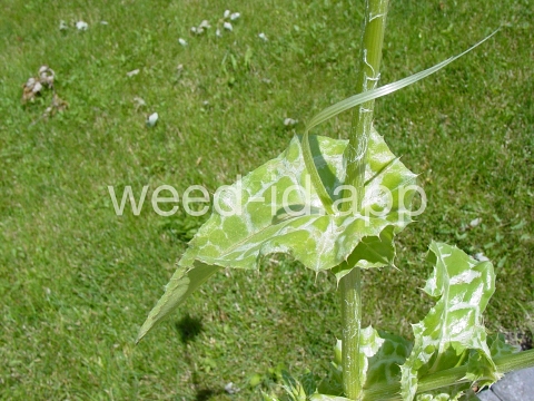 milkthistle, blessed